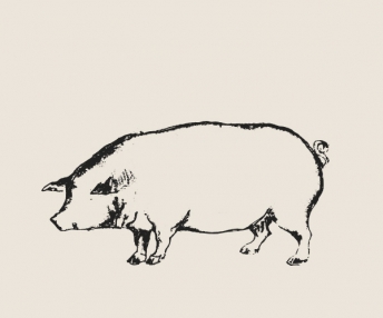 visuel porc
